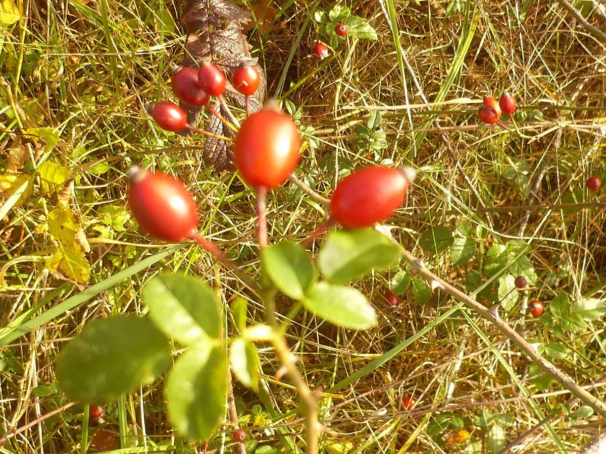 Rosa stylosa (Rosaceae)
